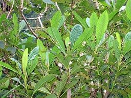 Bois de Laurent Martin IMG_0797