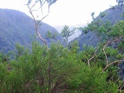 Vue sursur la Ravine de Grand Bras  IMG_0799