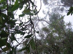 Rechercher un parasite sur ces branchages (� gauche) IMG_0801