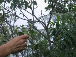 ??? Bois de Cannelle marron  (fruits) IMG_0802