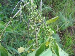 Fleurs et fruits du Bois de piment aka bois de rat IMG_0809