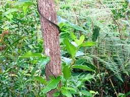 Lingue noire sur tronc de Bois de rempart IMG_0786