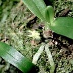 Angraecum patens Orchidaceae  Endémique La Réunion 01.jpeg