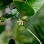 Secamone dilapidans Liane de lait Apocynace ae Endémique La Réunion, Maurice 7659.jpeg