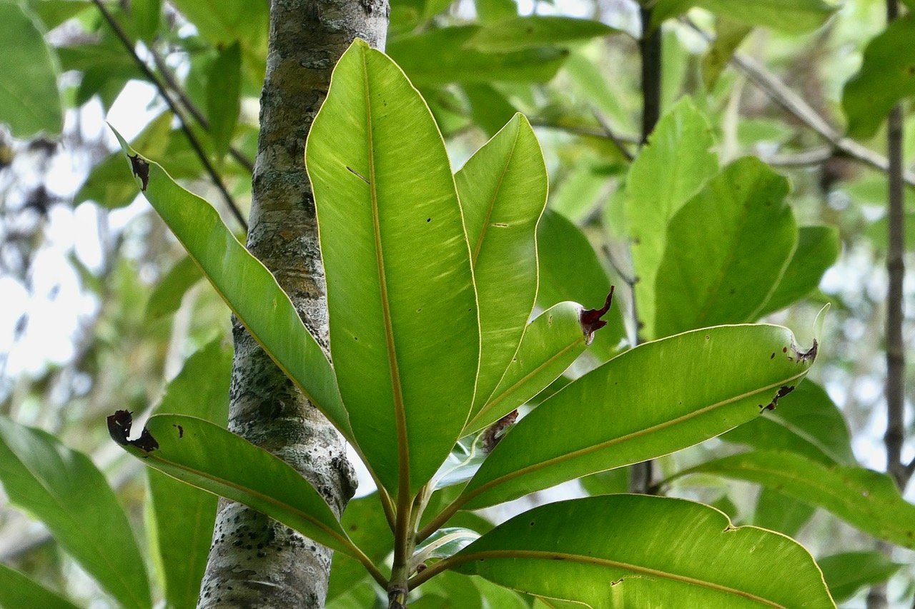Calophyllum tacamahaca .takamaka.takamaka des hauts.clusiaceae .endémique Réunion Maurice.jpeg