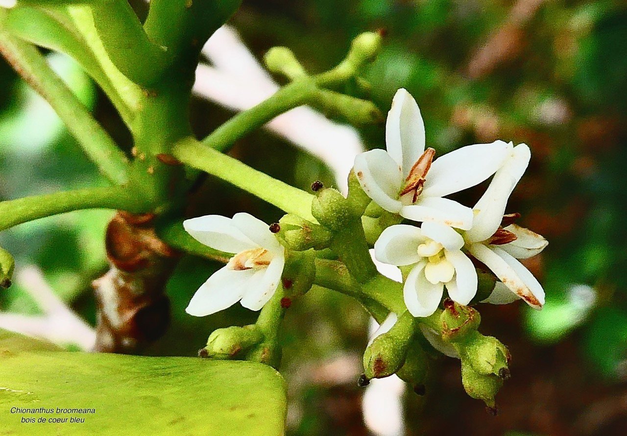 Chionanthus broomeana. Bois de c&oelig;ur bleu. oleaceae.endémique Réunion. (1).jpeg