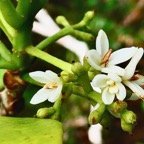 Chionanthus broomeana. Bois de c&oelig;ur bleu. oleaceae.endémique Réunion. (1).jpeg