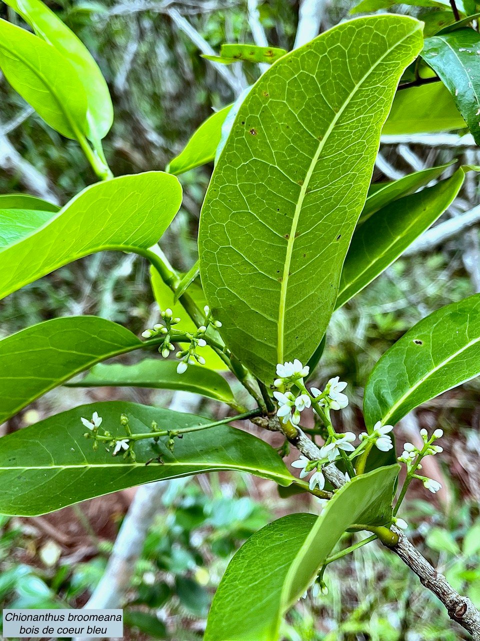 Chionanthus broomeana. Bois de c&oelig;ur bleu. oleaceae.endémique Réunion..jpeg