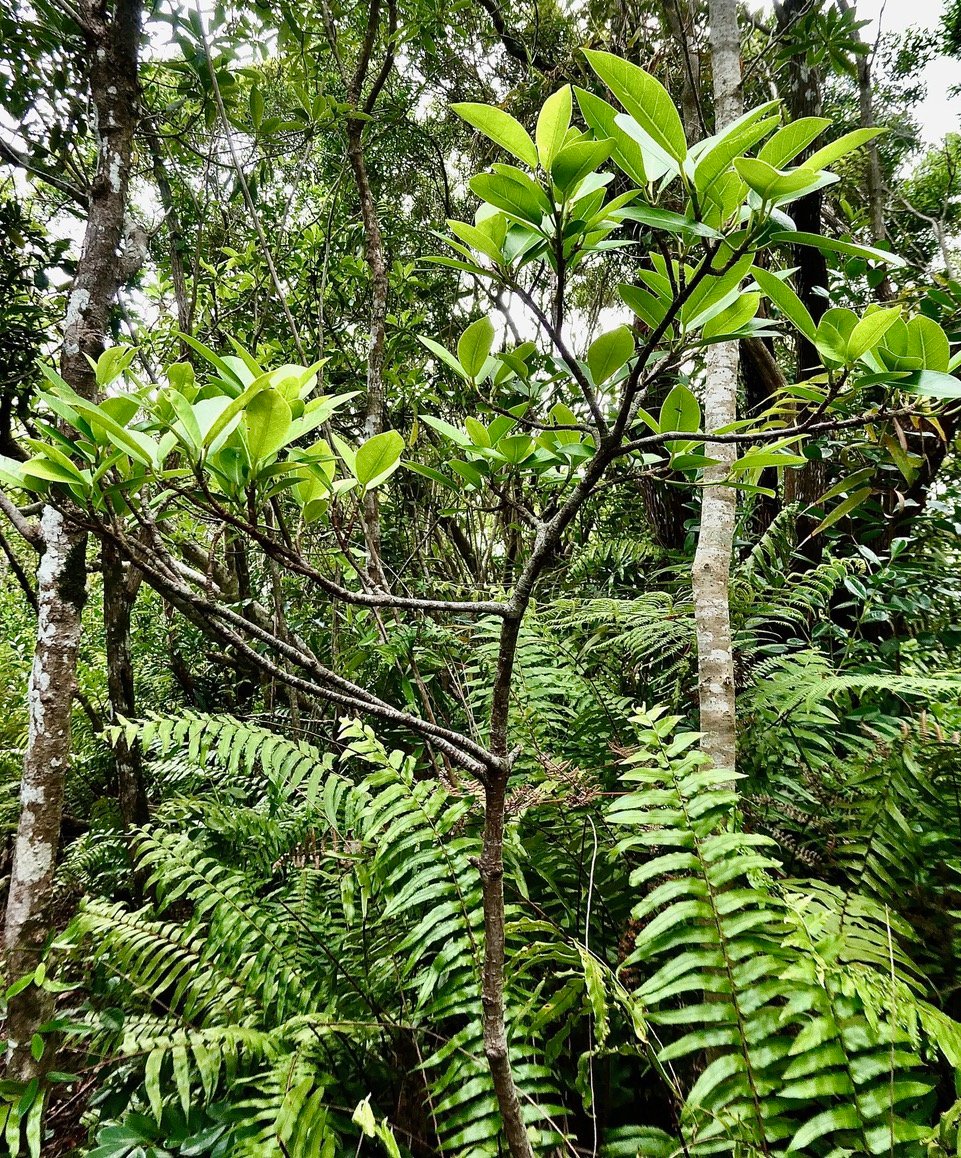 Ficus reflexa.affouche à petites feuilles.Ti l&nbsp;&lsquo;affouche.moraceae.endémique Madagascar,Seychelles et Mascareignes. (1).jpeg