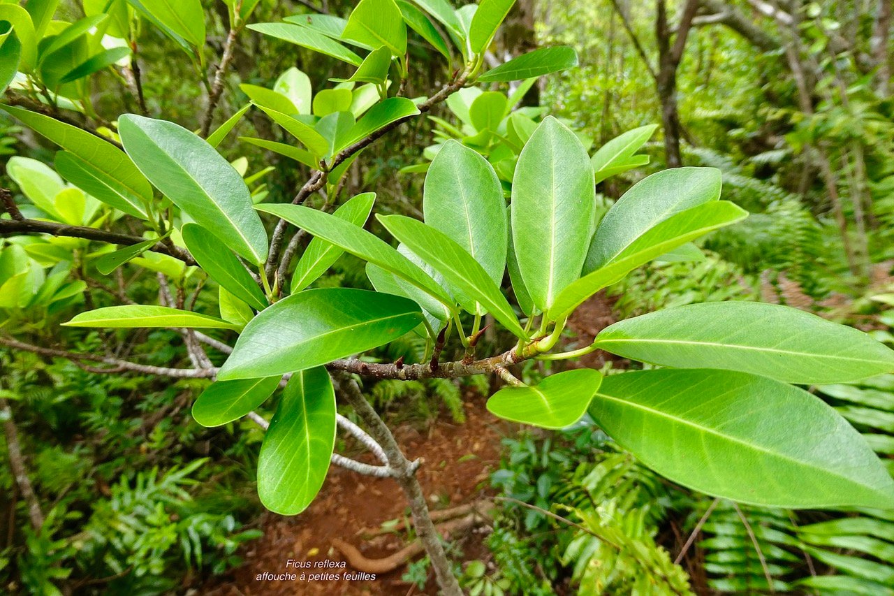 Ficus reflexa.affouche à petites feuilles.Ti l&nbsp;&lsquo;affouche.moraceae.endémique Madagascar,Seychelles et Mascareignes..jpeg