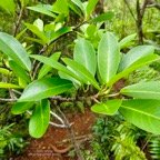 Ficus reflexa.affouche à petites feuilles.Ti l&nbsp;&lsquo;affouche.moraceae.endémique Madagascar,Seychelles et Mascareignes..jpeg