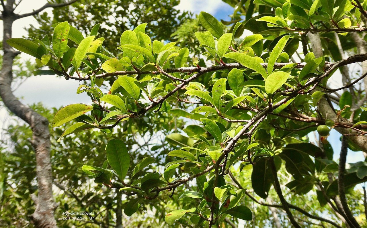 Myonima obovata .bois de prune marron.bois de prune rat.rubiaceae.endémique Réunion Maurice.jpeg