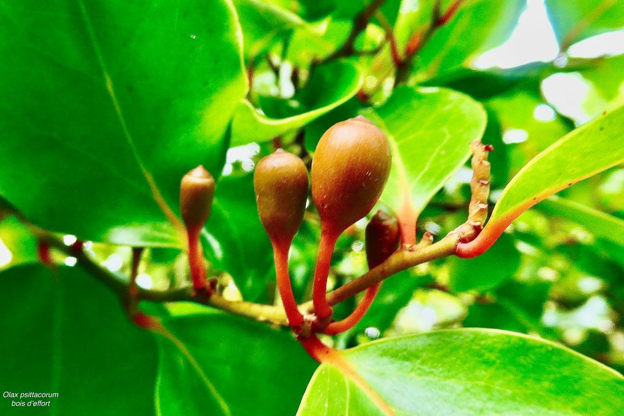 Olax psittacorum.bois d&rsquo;effort. (fruits ).olacaceae.endémique Réunion Maurice..jpeg