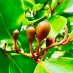 Olax psittacorum.bois d&rsquo;effort. (fruits ).olacaceae.endémique Réunion Maurice..jpeg