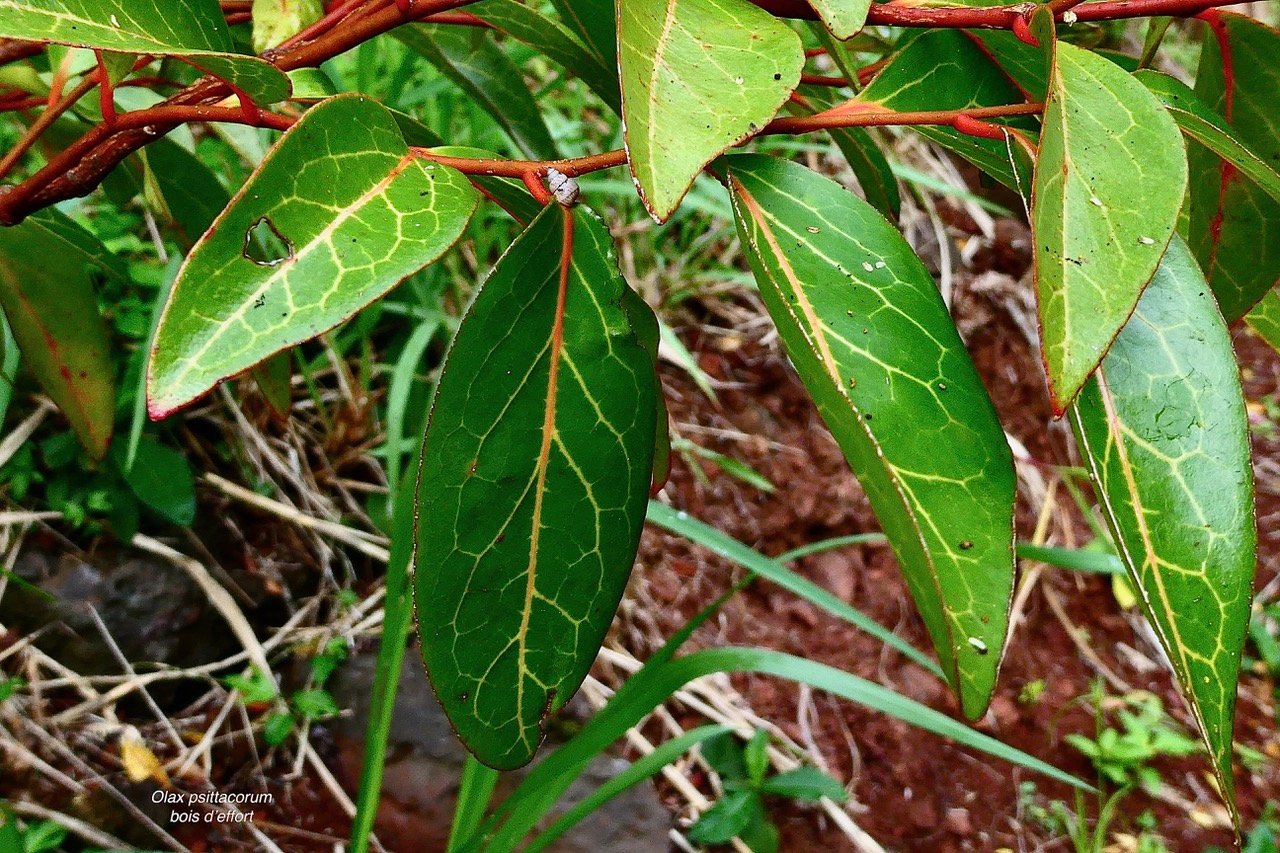 Olax psittacorum.bois d&rsquo;effort. feuillage juvénile .olacaceae.endémique Réunion Maurice..jpeg
