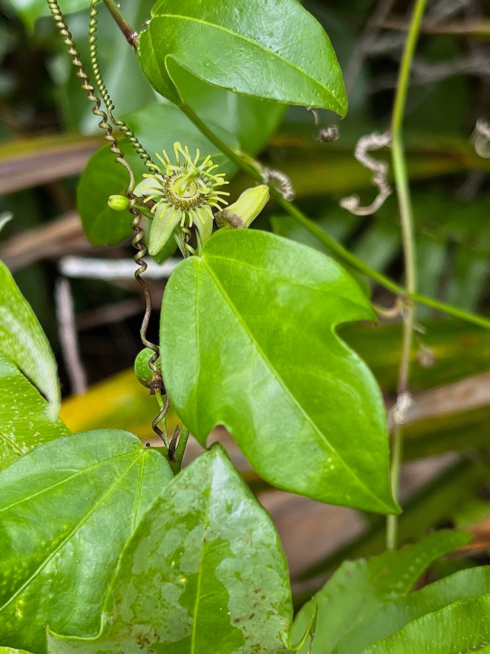 Passiflora suberosa.grain d&rsquo;encre. ( liane fleurie )passifloraceae.amphinaturalisé.espèce potentiellement envahissante..jpeg