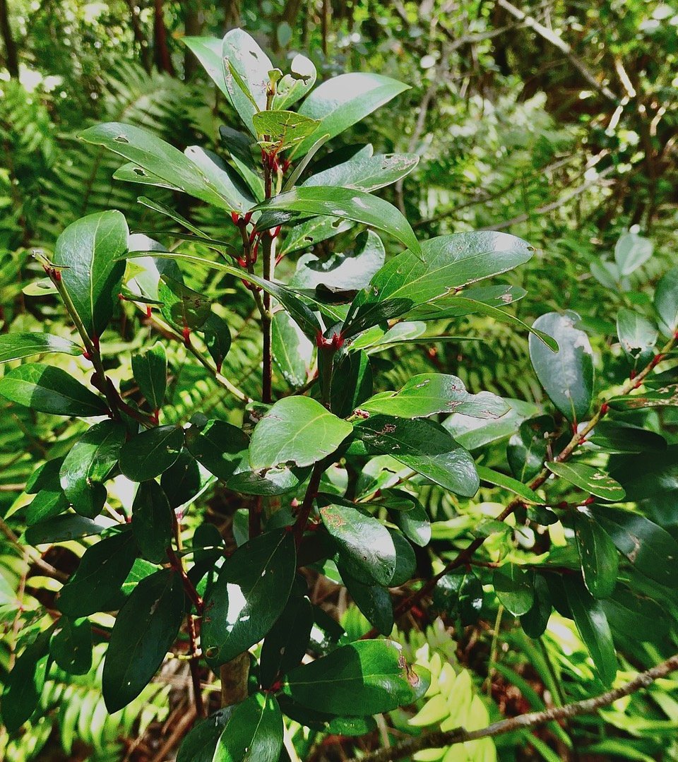 Pleurostylia pachyphloea.bois d&rsquo;olive grosse peau.celastraceae.endémique Réunion. (1).jpeg