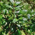 Pleurostylia pachyphloea.bois d&rsquo;olive grosse peau.celastraceae.endémique Réunion. (1).jpeg