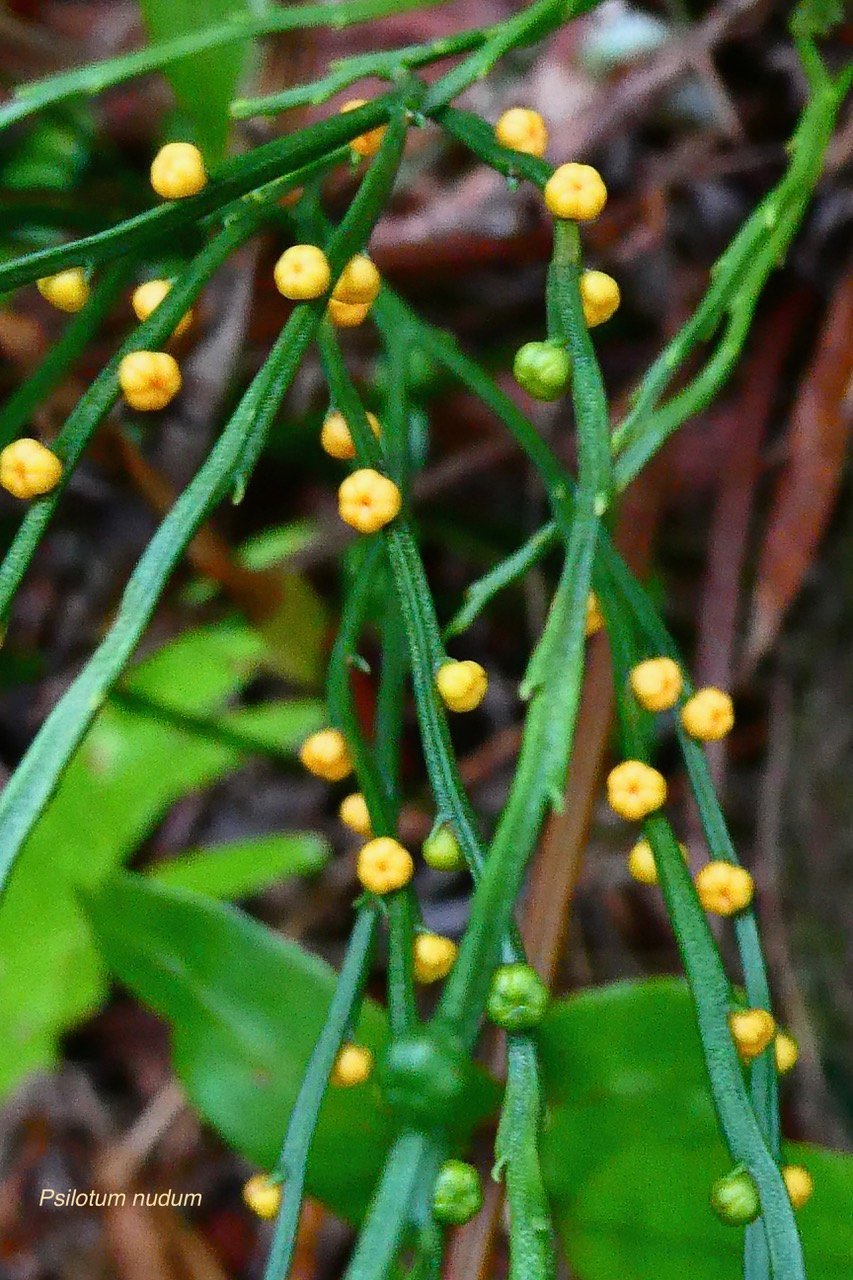 Psilotum nudum.psilotaceae.indigène Réunion..jpeg