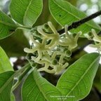 Tabernaemontana mauritiana. bois de lait.apocynaceae.endémique Réunion Maurice. (1).jpeg