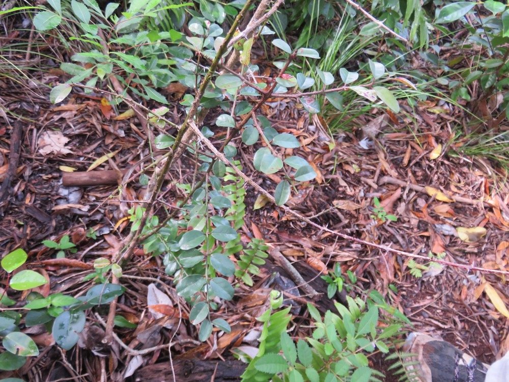 10. Scutia myrtina - Bois de sinte -&nbsp;Rhamnacée - I&nbsp;Rhamnacée -.jpeg