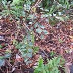 10. Scutia myrtina - Bois de sinte -&nbsp;Rhamnacée - I&nbsp;Rhamnacée -.jpeg