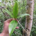 14. Calophyllum tacamahaca - Takamaka - Clusiaceae  -  endémique de la Réunion et de Maurice.jpeg