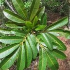 17. Cossinia pinnata  - Bois de Judas - SAPINDACEE&nbsp; Endémique M.jpeg