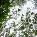20. Tout en haut ??? Cossinia pinnata  - Bois de Judas - SAPINDACEE&nbsp; Endémique M.jpeg
