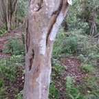 21. Écorce du Cossinia pinnata  - Bois de Judas - SAPINDACEE&nbsp; Endémique M.jpeg