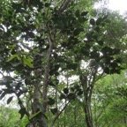 22. Securinega durissima - Bois dur &hellip;. - Euphorbiacées - Indigène à La Réunion, à Maurice, à Madagascar.jpeg