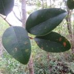 23. Feuilles de Securinega durissima - Bois dur &hellip;. - Euphorbiacées - Indigène à La Réunion, à Maurice, à Madagascar.jpeg