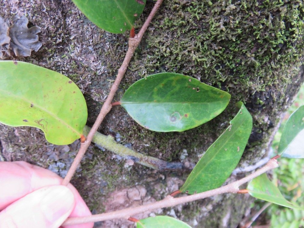 31. feuilles de  Securinega durissima - Bois dur &hellip;. - Euphorbiacées - Indigène à La Réunion, à Maurice, à Madagascar.jpeg