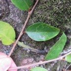 31. feuilles de  Securinega durissima - Bois dur &hellip;. - Euphorbiacées - Indigène à La Réunion, à Maurice, à Madagascar.jpeg