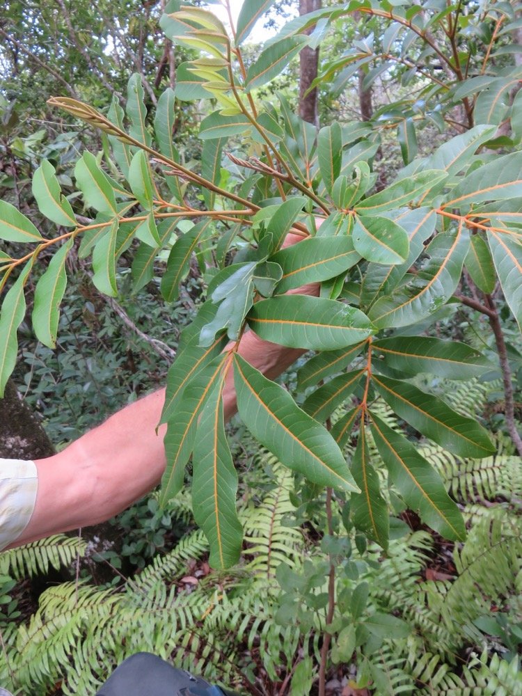 32. Cossinia pinnata  - Bois de Judas - SAPINDACEE&nbsp; Endémique M.jpeg
