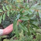 32. Cossinia pinnata  - Bois de Judas - SAPINDACEE&nbsp; Endémique M.jpeg