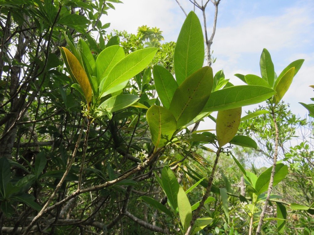 47. Fleurs  - Noronhia broomeana <= Chionanthus&nbsp;broomeana - Bois de c&oelig;ur bleu ; C&oelig;ur bleu ; Bois bleu - Oleaceae.jpeg