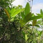 47. Fleurs  - Noronhia broomeana <= Chionanthus&nbsp;broomeana - Bois de c&oelig;ur bleu ; C&oelig;ur bleu ; Bois bleu - Oleaceae.jpeg