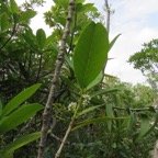 48. Noronhia broomeana <= Chionanthus&nbsp;broomeana - Bois de c&oelig;ur bleu ; C&oelig;ur bleu ; Bois bleu - Oleaceae.jpeg
