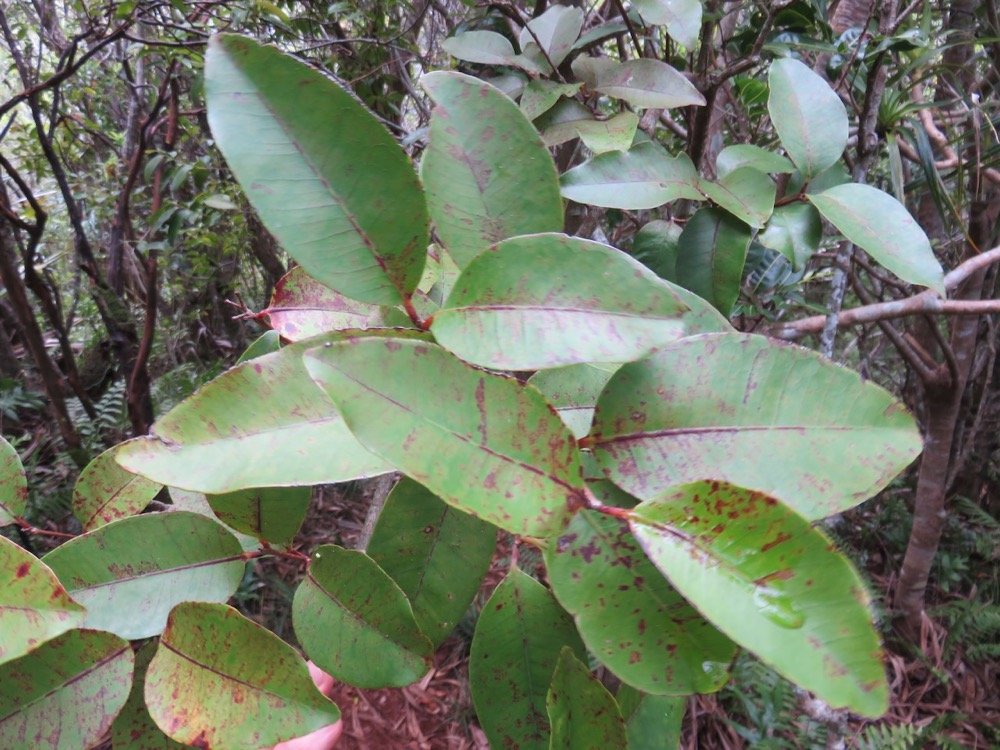 62. Eugenia mespiloides Lam. - Bois de nèfles à grandes feuilles - Myrtaceae - B, M? &nbsp; Réunion,Maurice?.jpeg
