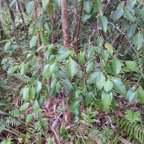 68. On peut apercevoir des fruits de Maillardia borbonica - Bois de sagaie ou  Bois de maman - MORAC.&nbsp; endémique.jpeg