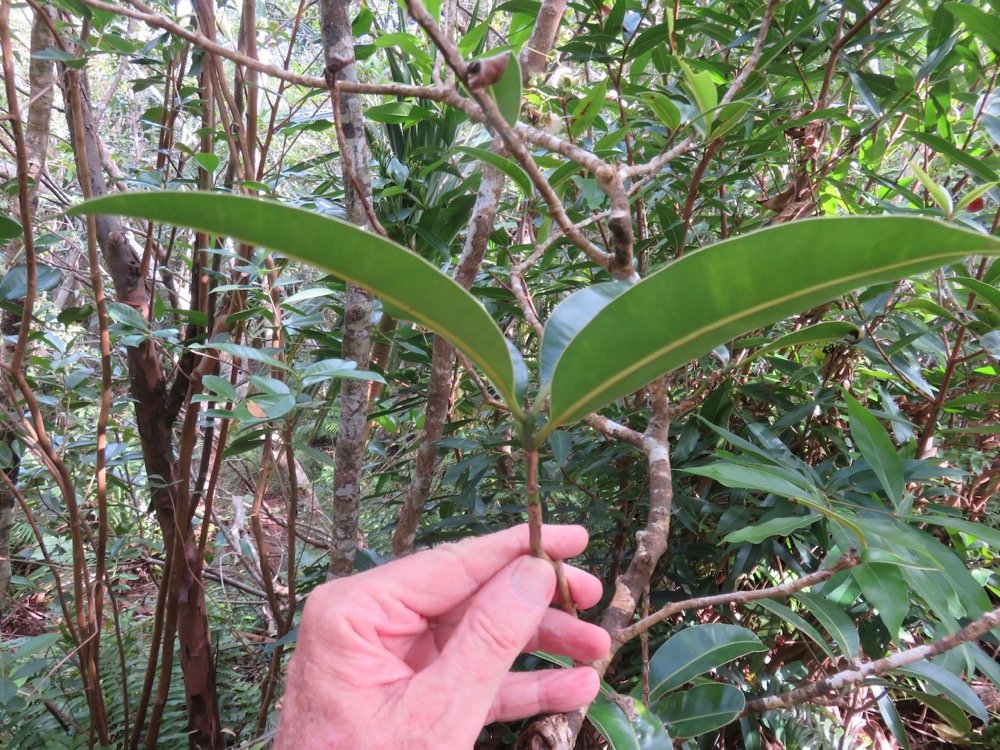 71. Feuilles de Calophyllum takamahaca - Takamaka - Clusiacée.jpeg