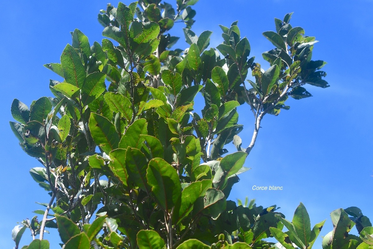  Homalium paniculatum Corce blanc Endémique La Réunion, Maurice 3955.jpeg