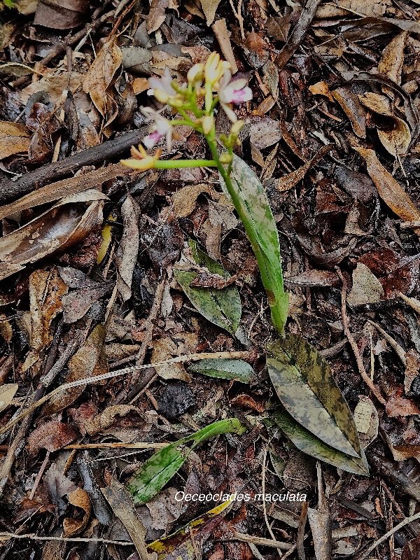  Oeceoclades maculata Orchidaceae Indigène La Réunion ?33.jpeg