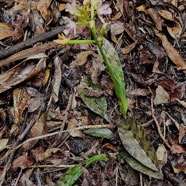  Oeceoclades maculata Orchidaceae Indigène La Réunion ?33.jpeg