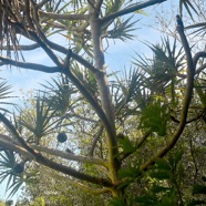  Pandanus utilis Vacoa Pandanaceae Indigène La Réunion ? 3942.jpeg
