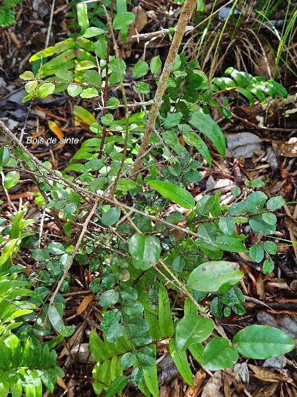  Scutia myrtina Bois de sinte Rhamnaceae  Indigène La Réunion 29.jpeg