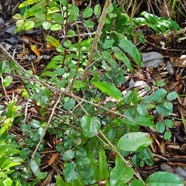  Scutia myrtina Bois de sinte Rhamnaceae  Indigène La Réunion 29.jpeg
