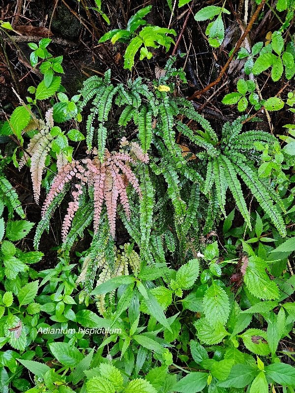 Adiantum hispidulum Pteridaceae Indigène La Réunion 20.jpeg