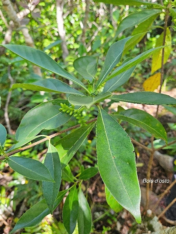 Antirhea borbonica Bois d'osto Rubiaceae Indigène La Réunion 37.jpeg